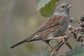 Dunnock