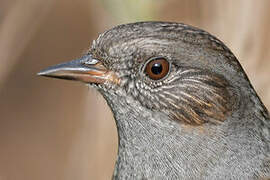 Dunnock