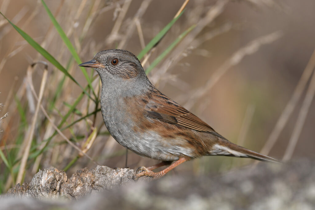 Accenteur mouchetadulte, identification