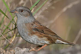 Dunnock