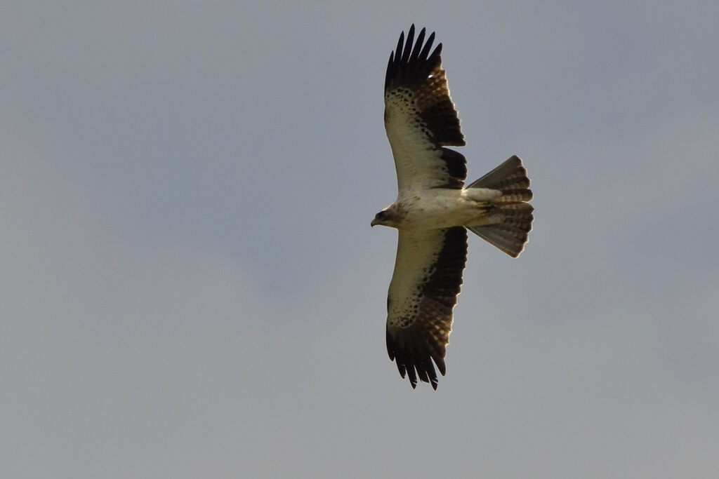 Booted Eagle, Flight