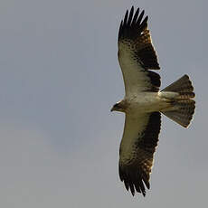 Aigle botté