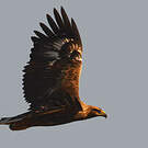 Aigle royal
