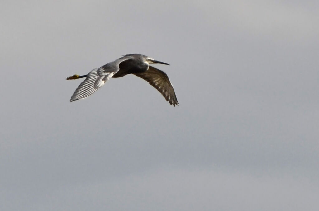 Western Reef Heronadult, identification