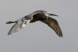 Western Reef Heron