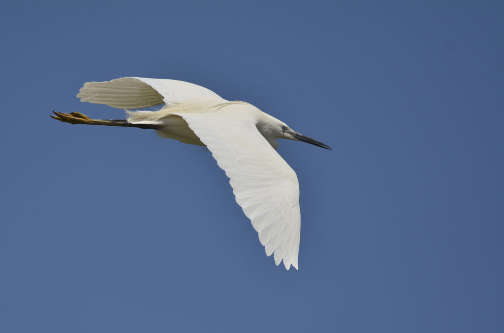 Little Egret, Flight