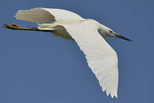 Aigrette garzette