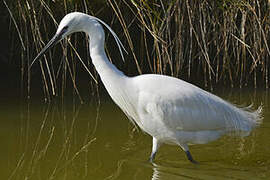 Little Egret