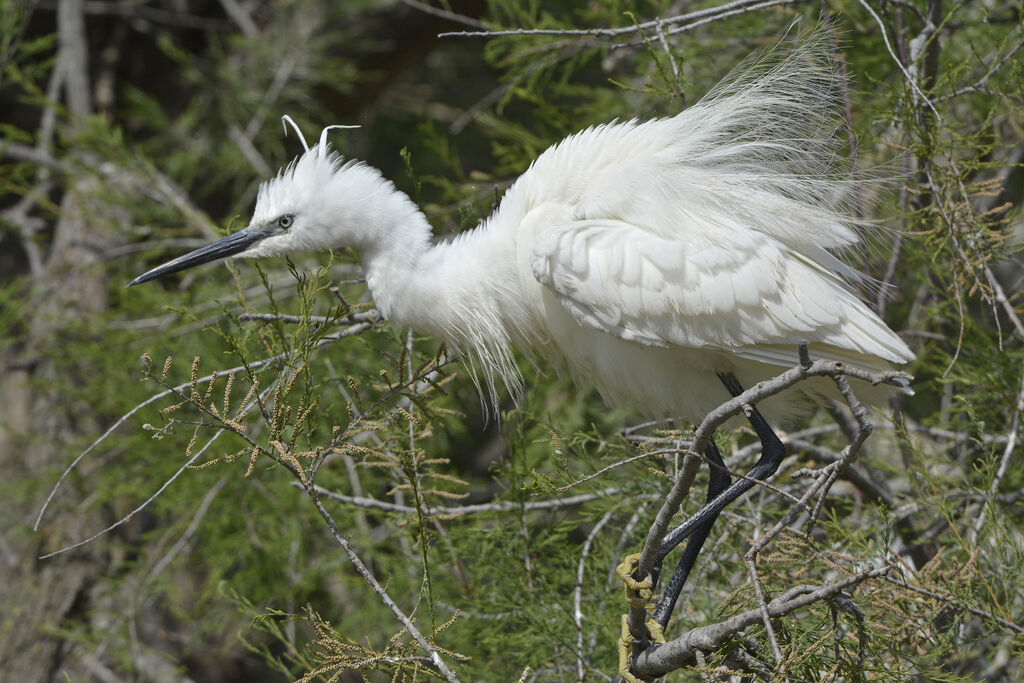 Little Egretadult breeding, identification