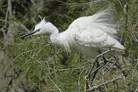 Little Egret