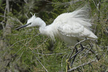 Aigrette garzette