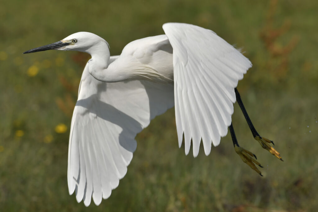 Aigrette garzetteadulte nuptial, identification, Vol