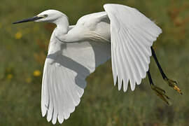 Little Egret