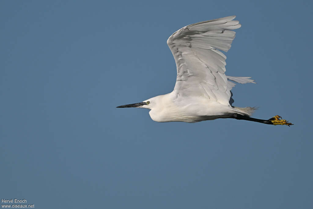 Little Egretadult, Flight