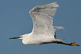 Aigrette garzette