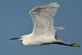 Little Egret