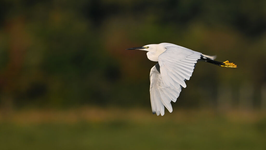 Little Egretadult, Flight