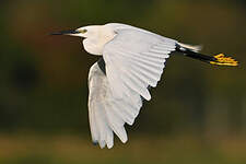 Aigrette garzette