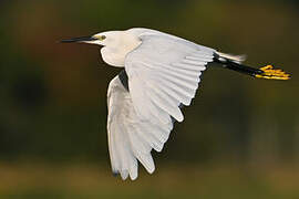 Little Egret