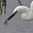 Aigrette garzette