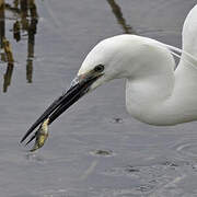 Little Egret