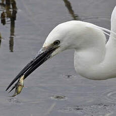 Aigrette garzette