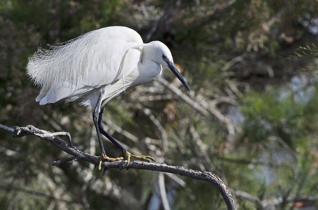 Aigrette garzetteadulte nuptial, identification