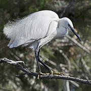 Little Egret