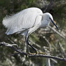 Aigrette garzette