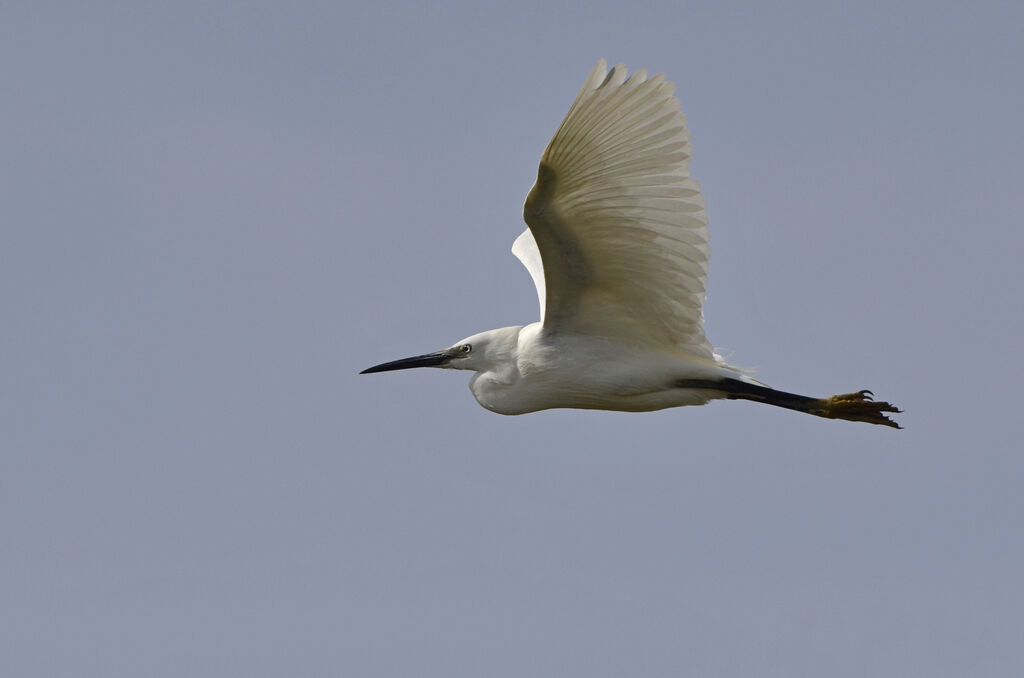 Little Egretadult breeding, Flight