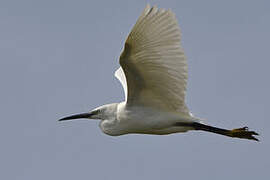 Little Egret