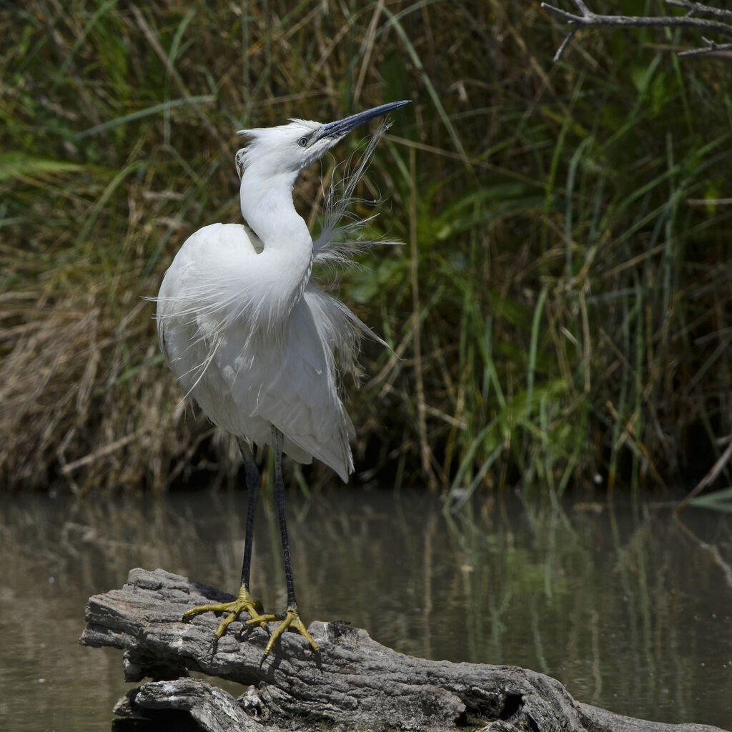 Aigrette garzetteadulte nuptial, identification