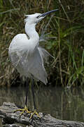 Little Egret