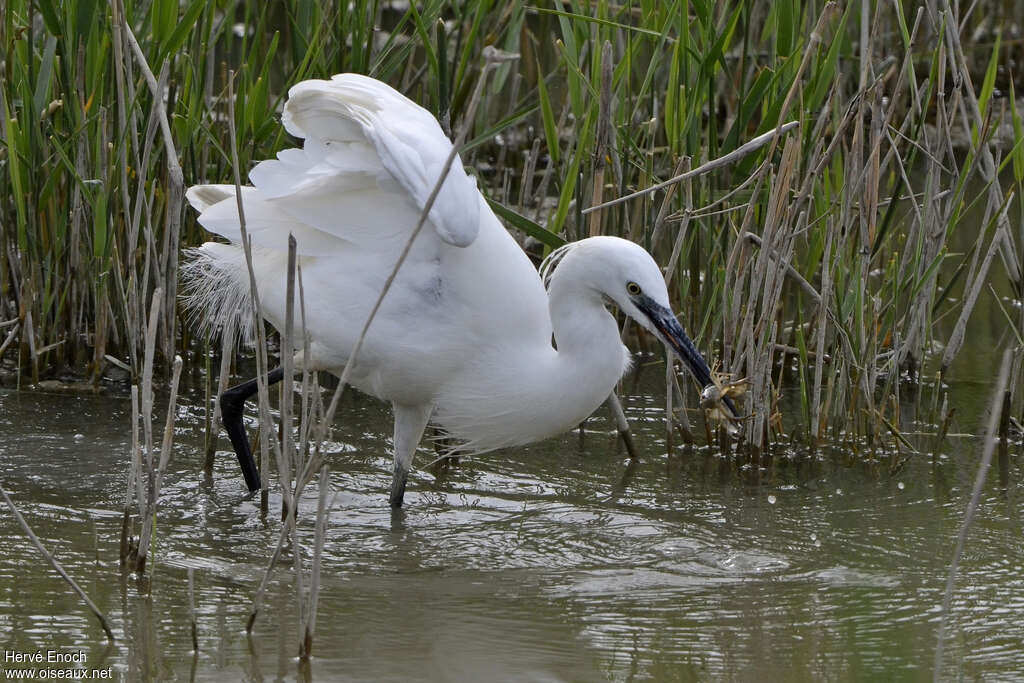 Little Egretadult, habitat, feeding habits, eats