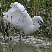 Little Egret