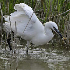 Aigrette garzette