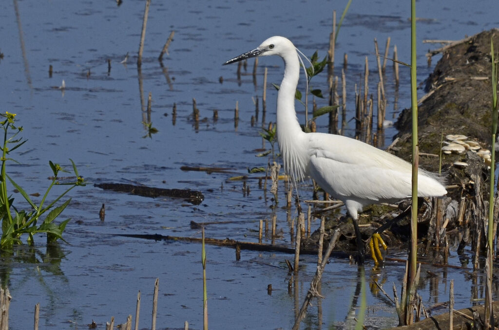 Aigrette garzetteadulte nuptial, identification