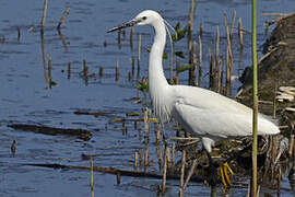 Little Egret