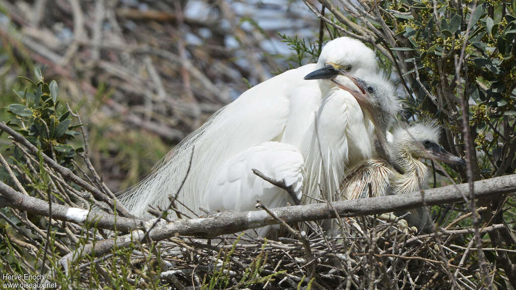 Aigrette garzette, Nidification