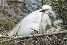 Aigrette garzette