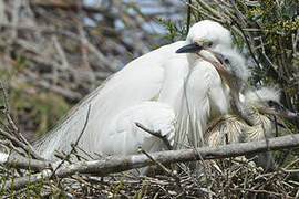 Little Egret