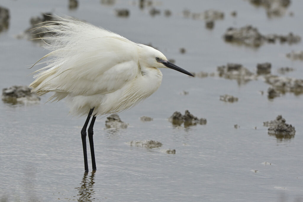 Little Egret