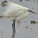 Aigrette garzette