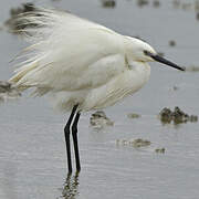 Aigrette garzette