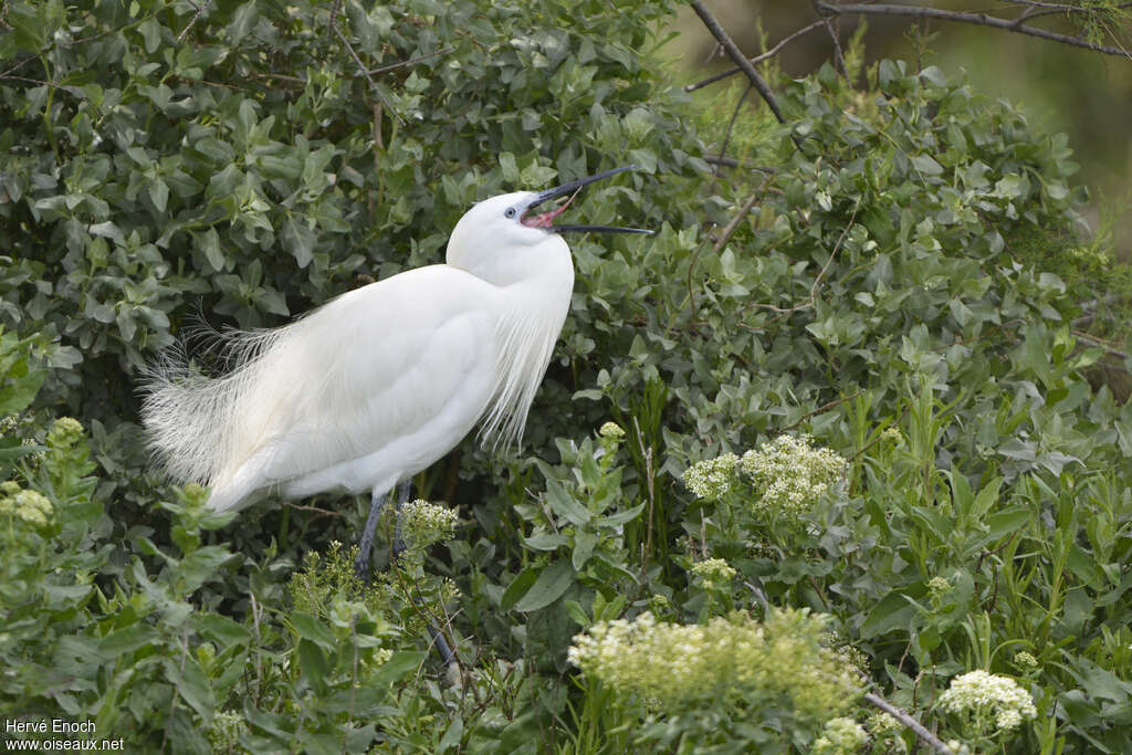 Aigrette garzette