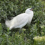 Aigrette garzette