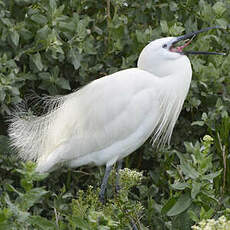 Aigrette garzette