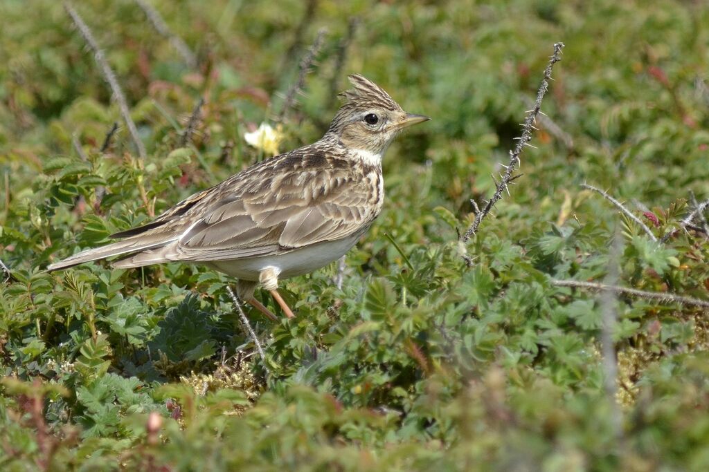 Alouette des champsadulte, identification