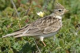 Eurasian Skylark