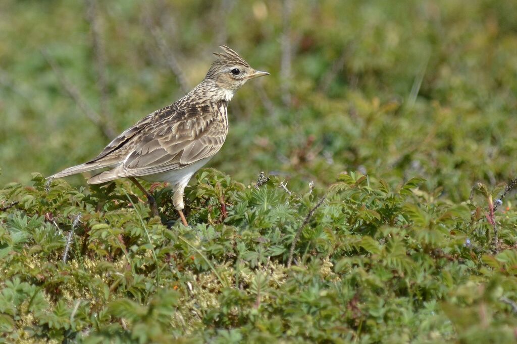 Alouette des champsadulte, identification